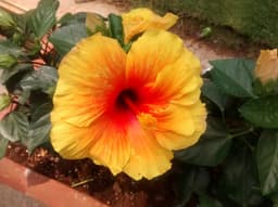 supriya-phadnis