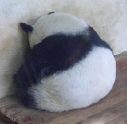 melancholicpanda