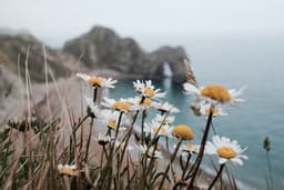 peoniesanddaisies