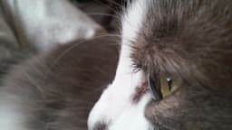TheAnonomysNarwhal