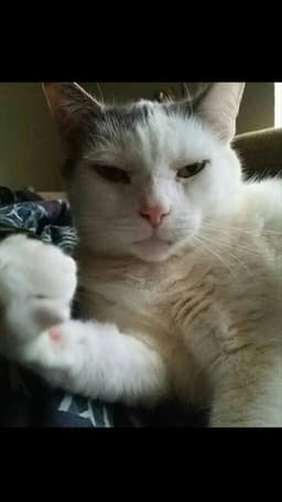 Thecatuwannabe