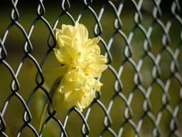 screaming-wallflower