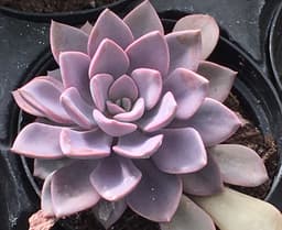 AAlexander