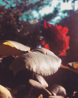 results_of_a_restless_mind14