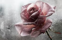 entwinedroses
