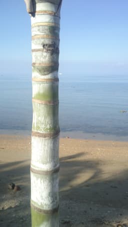 Snekula