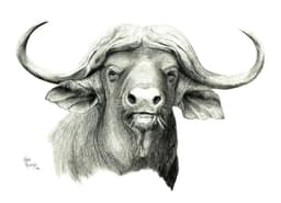 buffalo