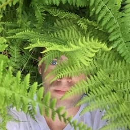 fern
