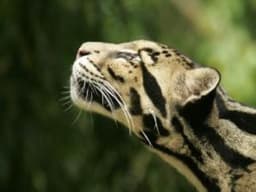 StripedLeopard