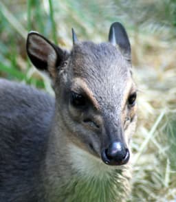 blue-duiker