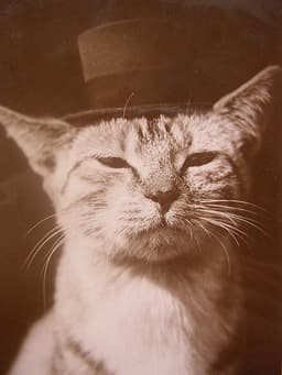 thecatsmeow