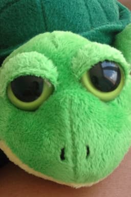 Turtleeyes