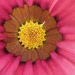 rosey
