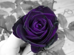 Bright_Violet