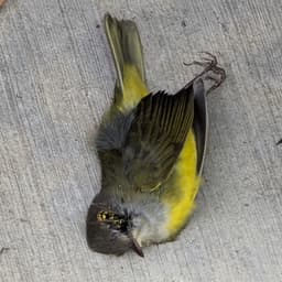 fivecrow
