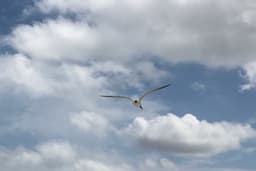l-seagull