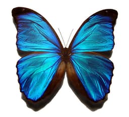 black-butterfly