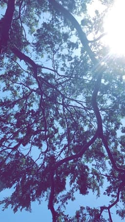 SwayingTree