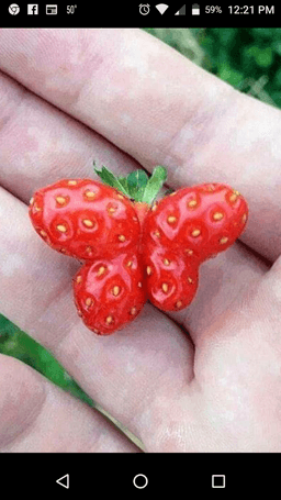 Strawberryseed4