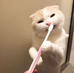 sugarcane
