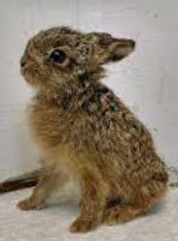 jack-leveret