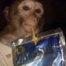 bastard_monkey