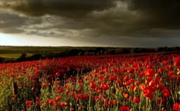 WeepingFlowers
