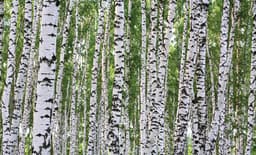 birch-swinger