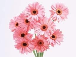 chrysanthemama