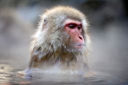 snow-monkey