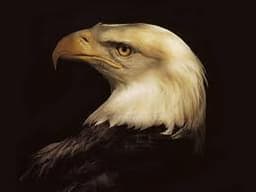 shawn-white-eagle