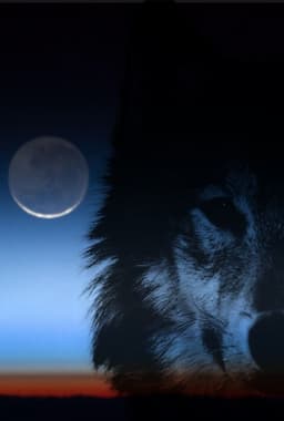 LoWolf
