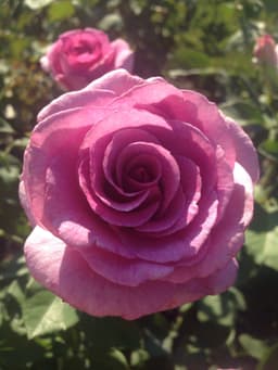 nevaria-rose