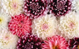 writtenondaisies