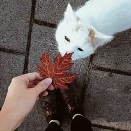 MelancholyDoll523
