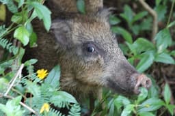 StartledBoar