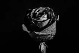 shadow-queen-72