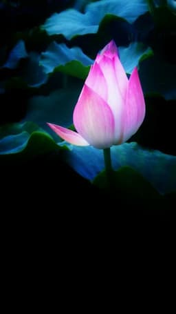waterlily