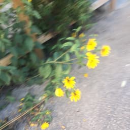 Louiselarsen22