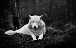 ShadowWulf