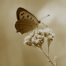 Anon-Butterfly