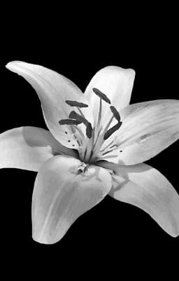 lillyana-sephar