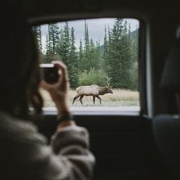 amaranth-elk
