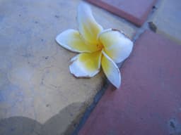 hanab