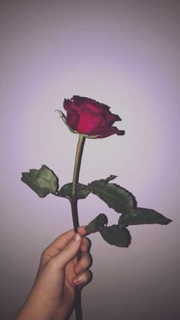 poeticroses
