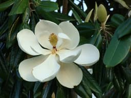 Magnolia_