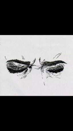 hajer