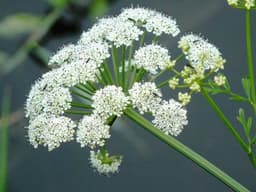 dropwort