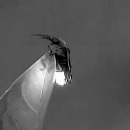 lightiningbug