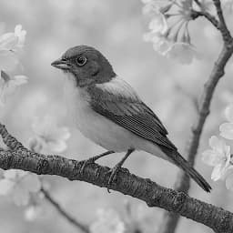 Songbird0926